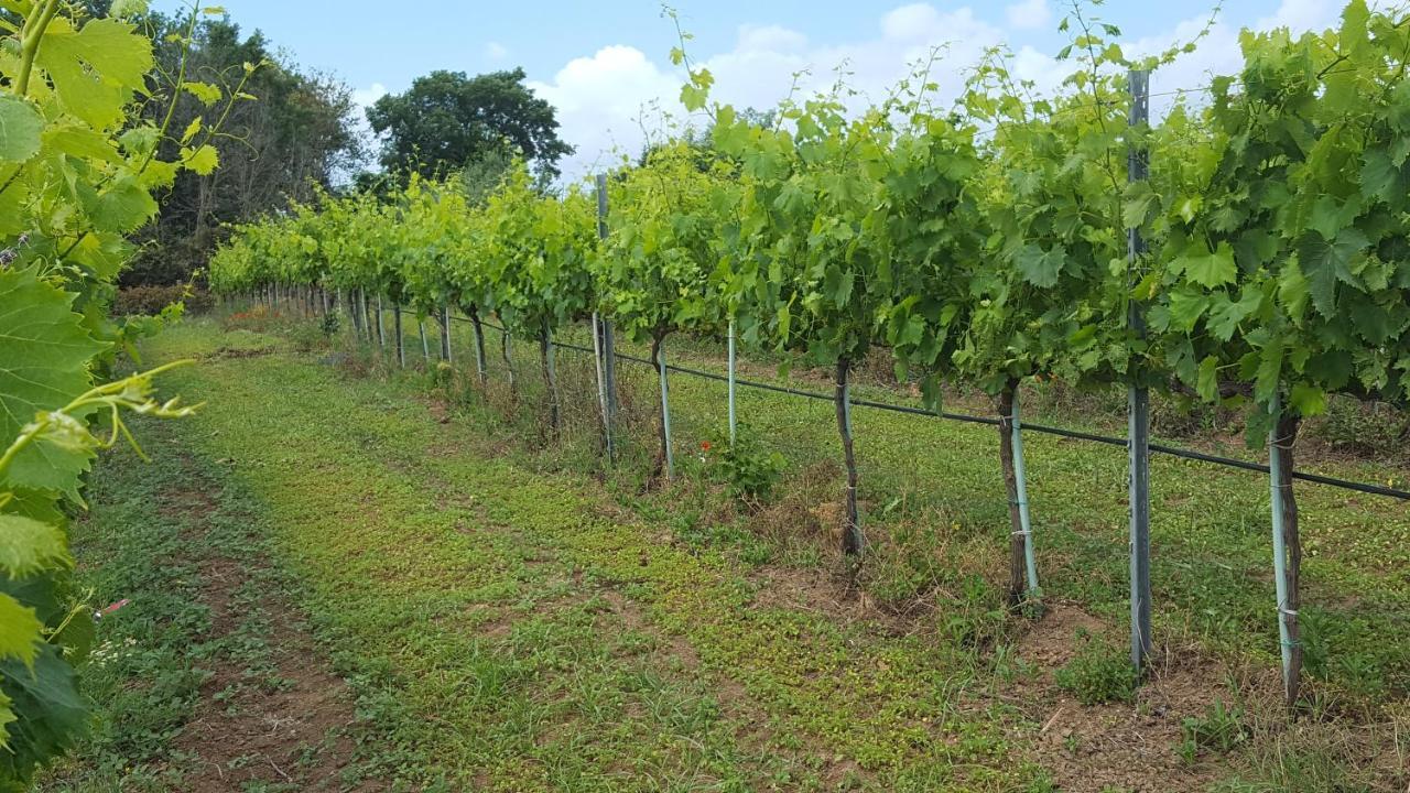 Azienda Agricola Sinisi Cerveteri Exterior foto