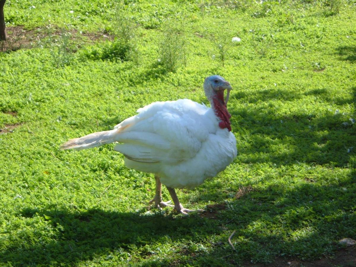 Azienda Agricola Sinisi Cerveteri Exterior foto
