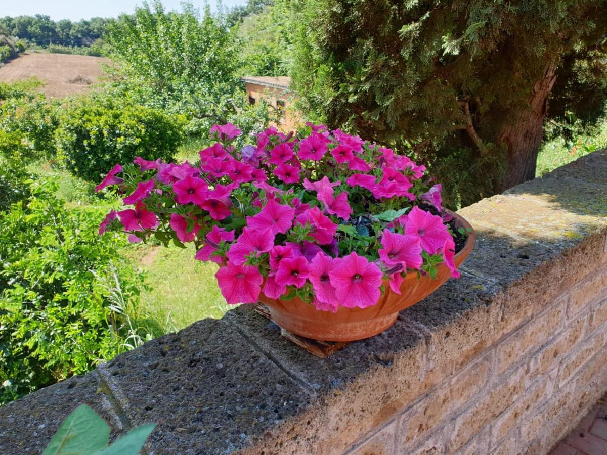 Azienda Agricola Sinisi Cerveteri Exterior foto