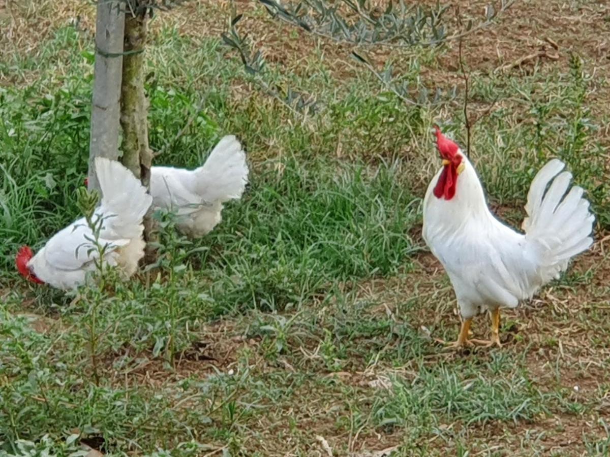 Azienda Agricola Sinisi Cerveteri Exterior foto
